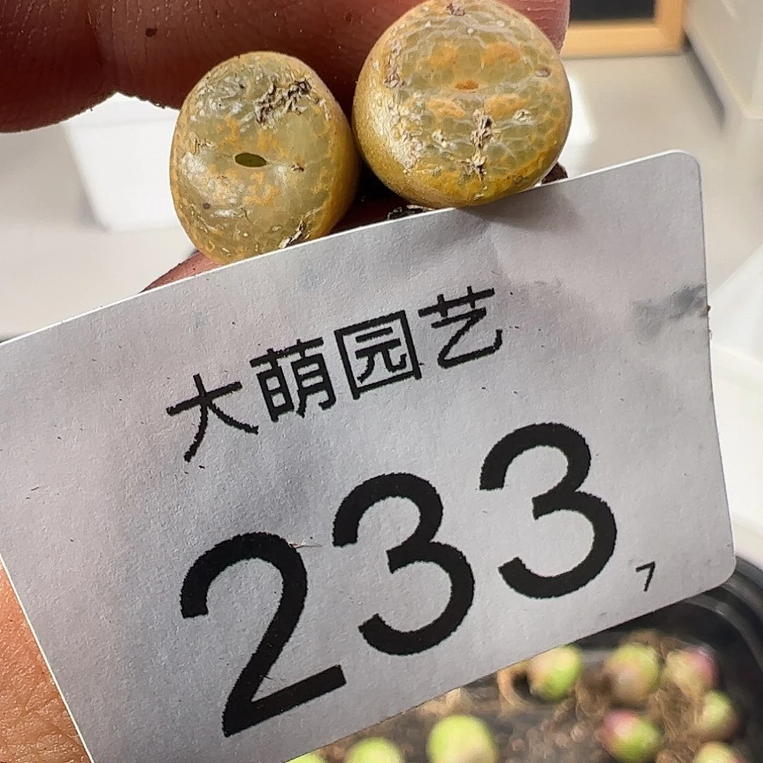 0000233 一物一拍……