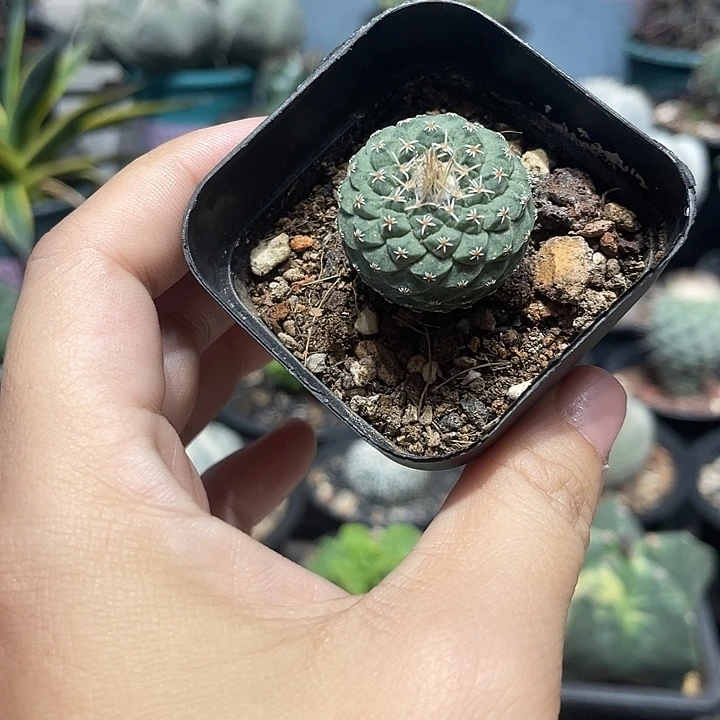 实生菊水仙人球一颗