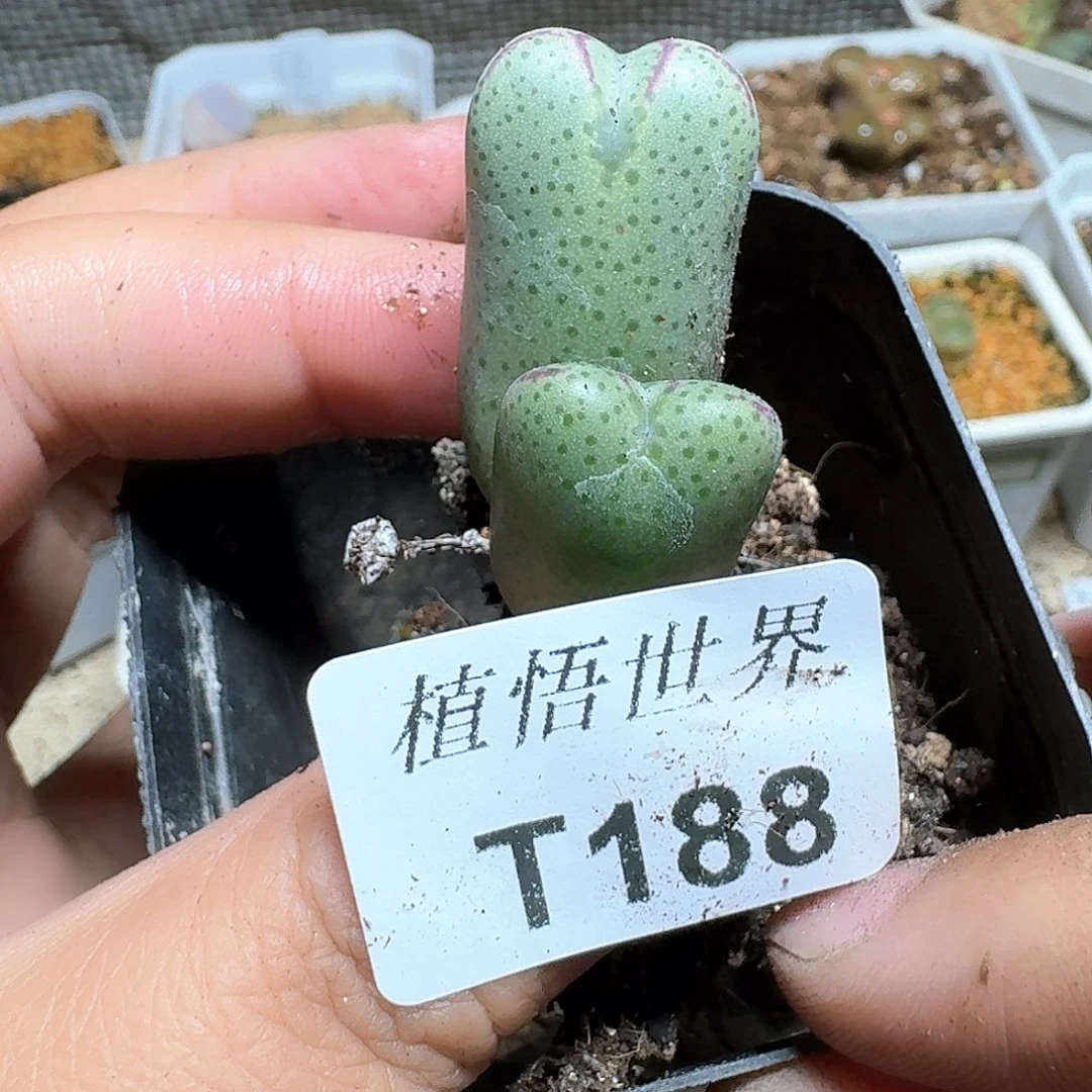 188号多肉植物哇fv