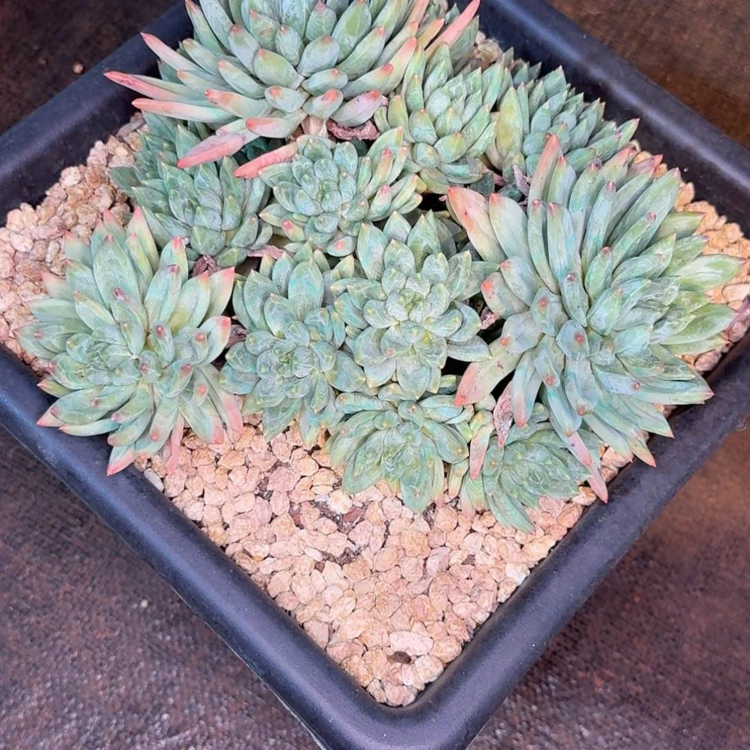蔬***子美人多肉植物23568