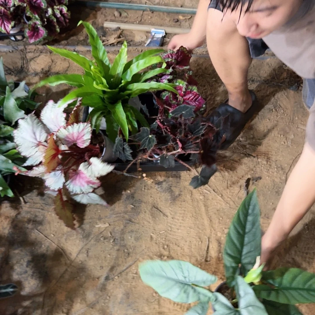 不开花植物一物一拍套餐六