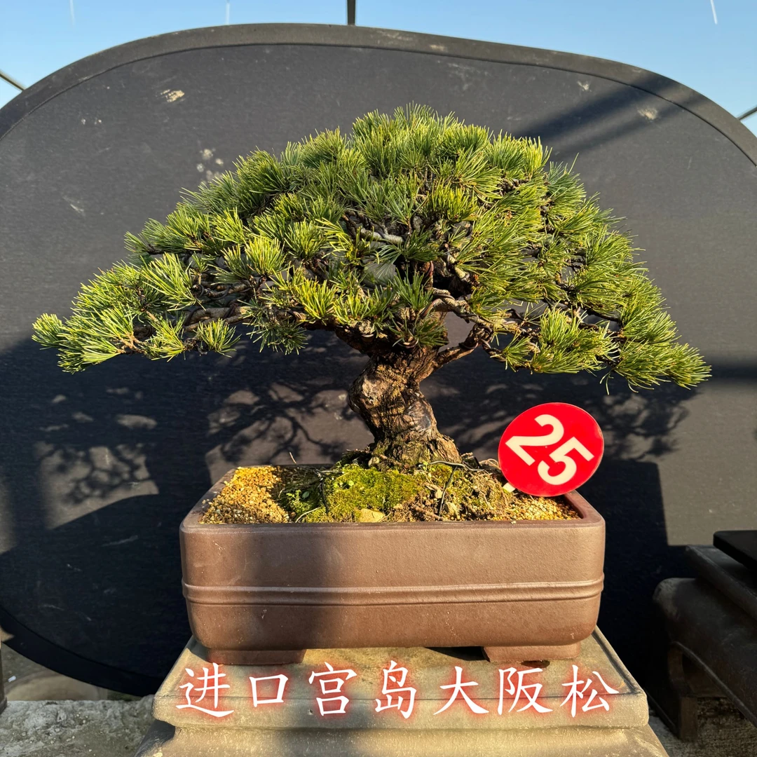 日本进口矮巴蘑菇顶精品老桩宫岛大阪松盆景五针松黑松那须基地