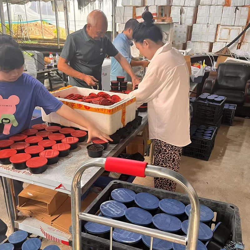 红蚯蚓散装盒装 鲫鱼罗非鱼饵料鱼食