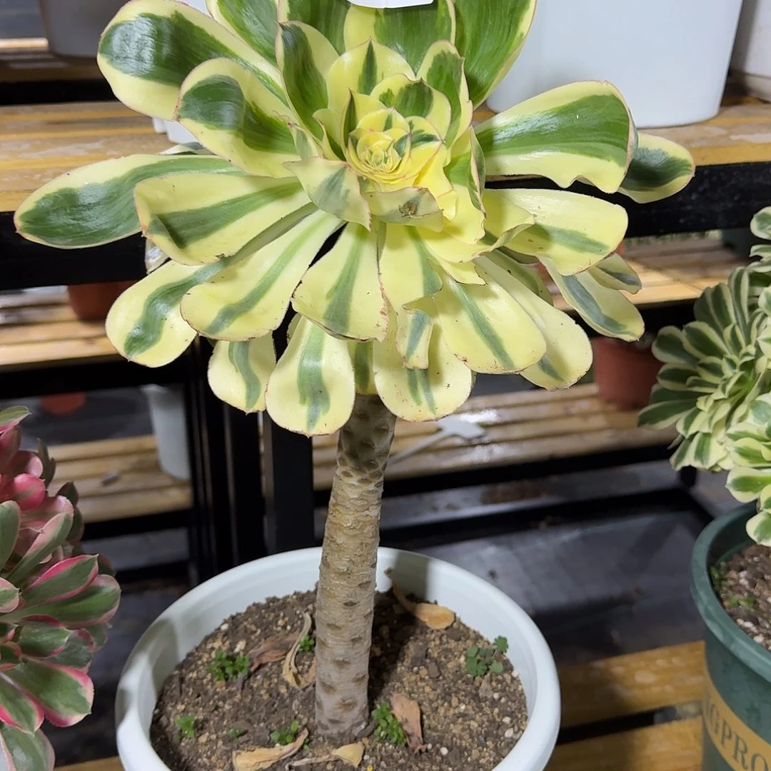 王妃0000000000福利价