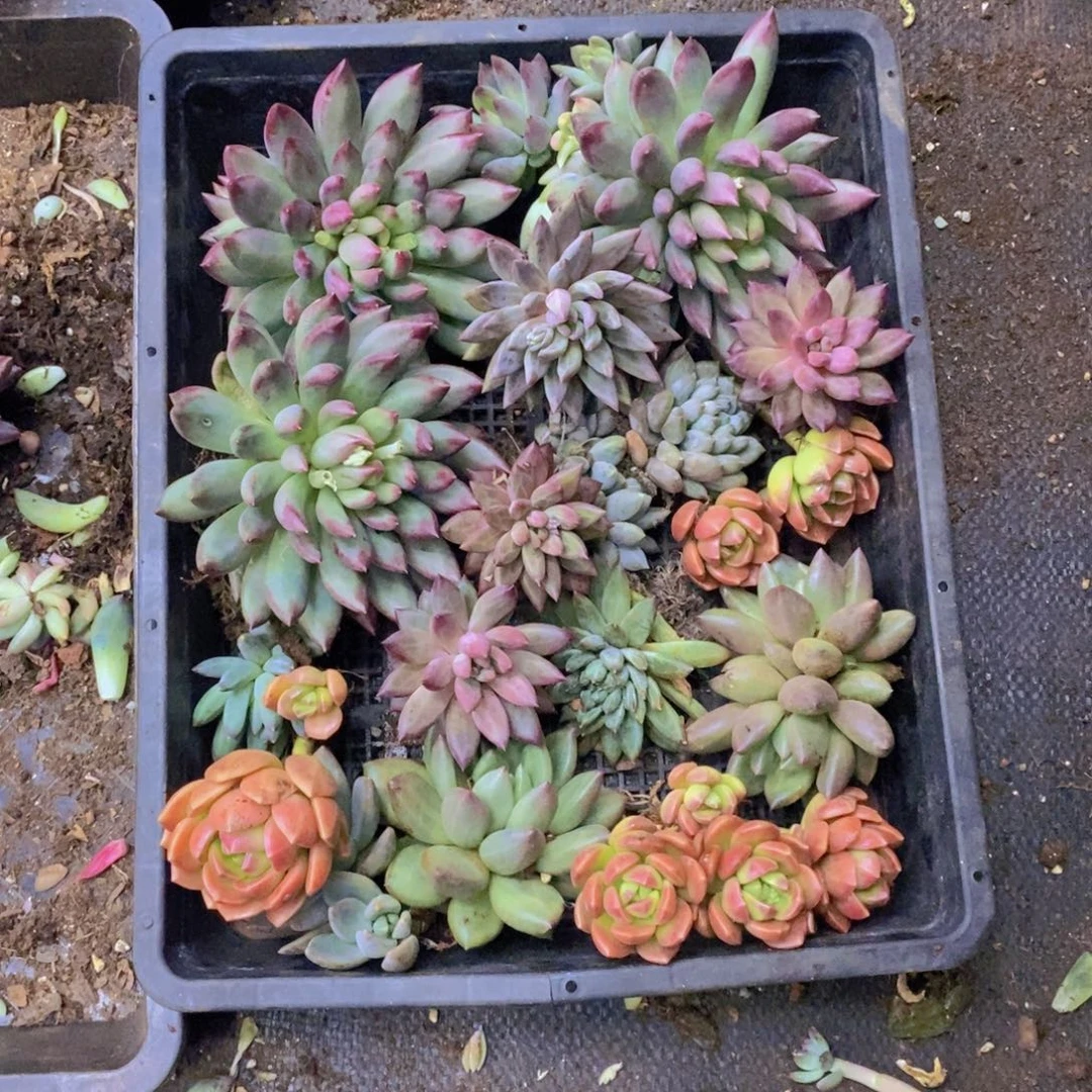 有***皮多肉植物多肉植物