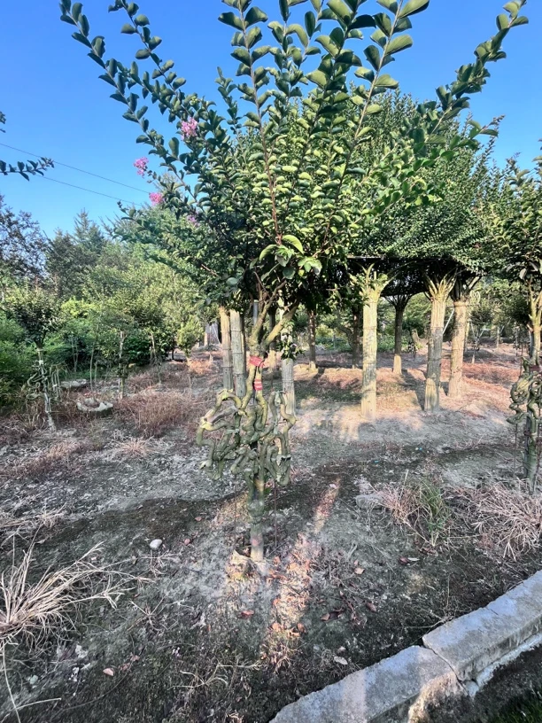 【一树一拍】紫薇百家姓/谢