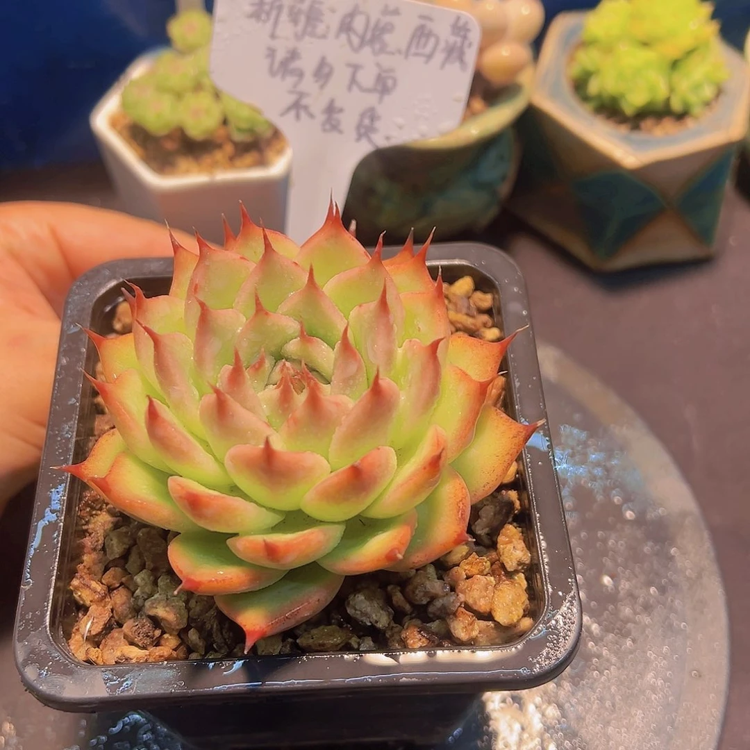 托斯卡纳利，多肉植物，