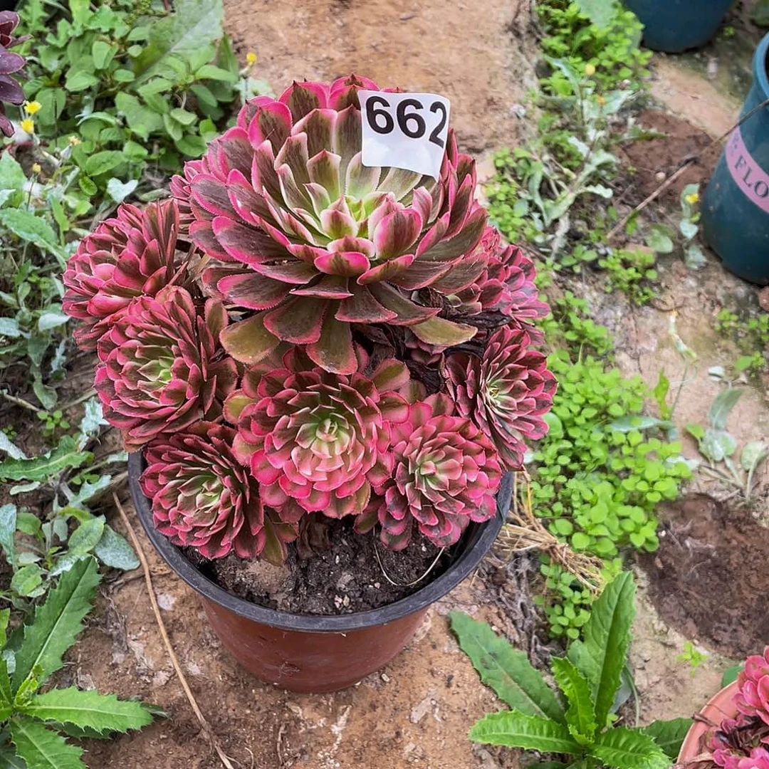 余***心多肉法师662号白月光发货不包损
