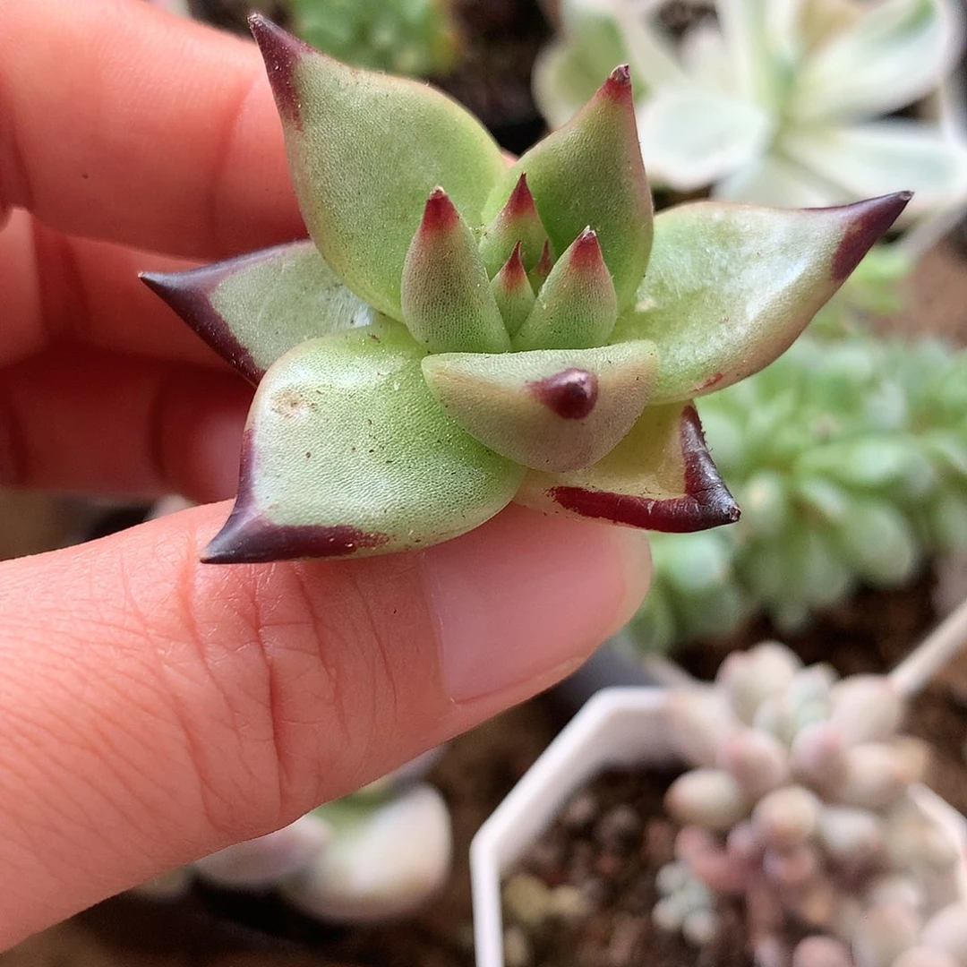 乌木穴苗六颗一组