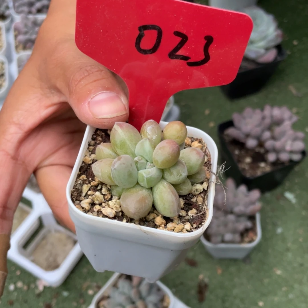 虞美人多肉植物啊