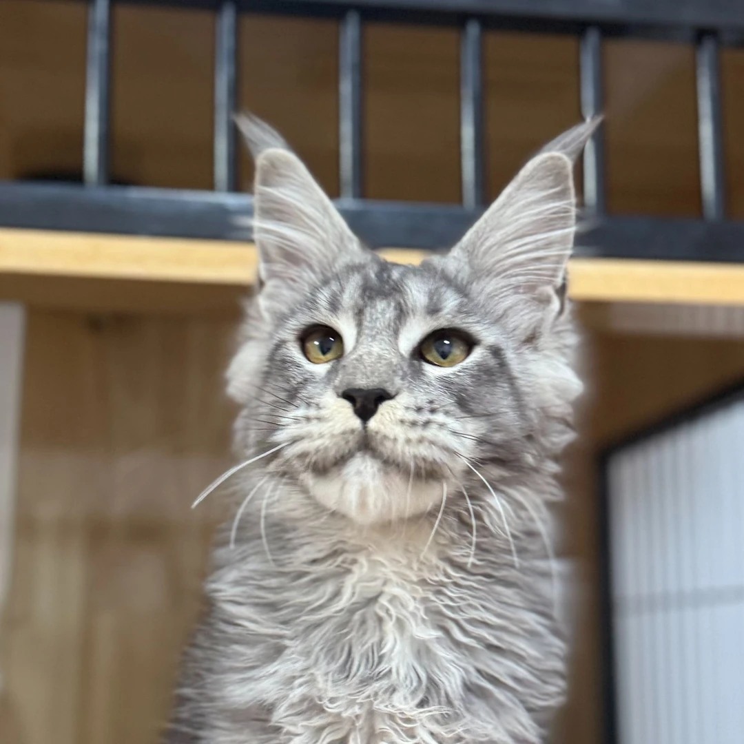 来了姊妹-银麻纹缅因猫 弟弟 Y7