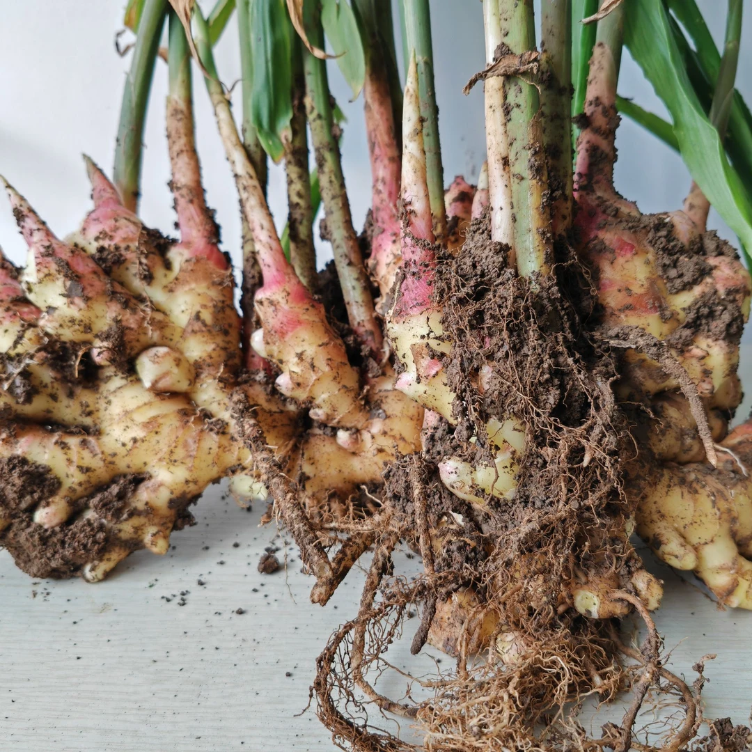 现挖小黄姜5斤新鲜生姜老姜高山小黄老姜月子姜老姜贵州生姜