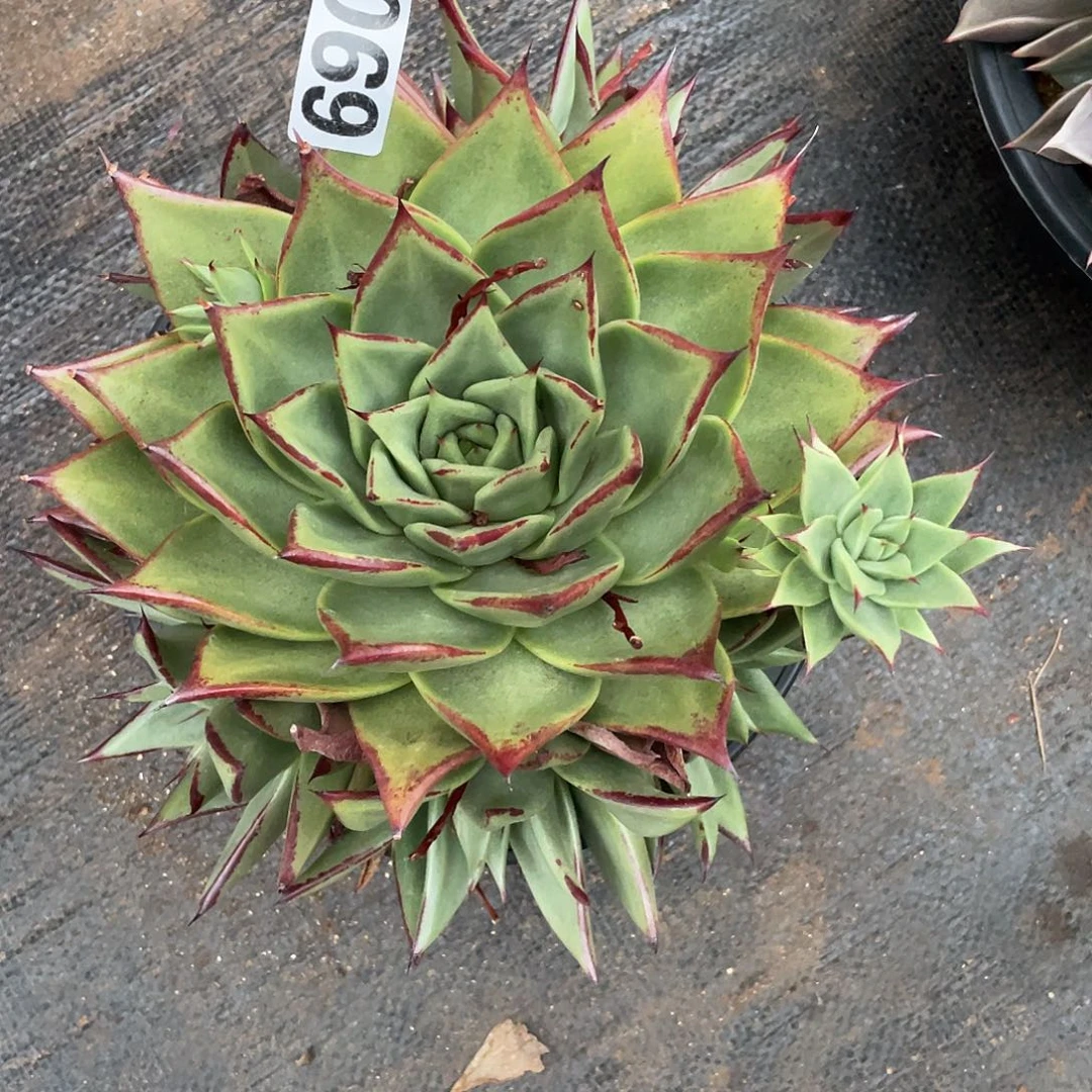 若如东云组拍690