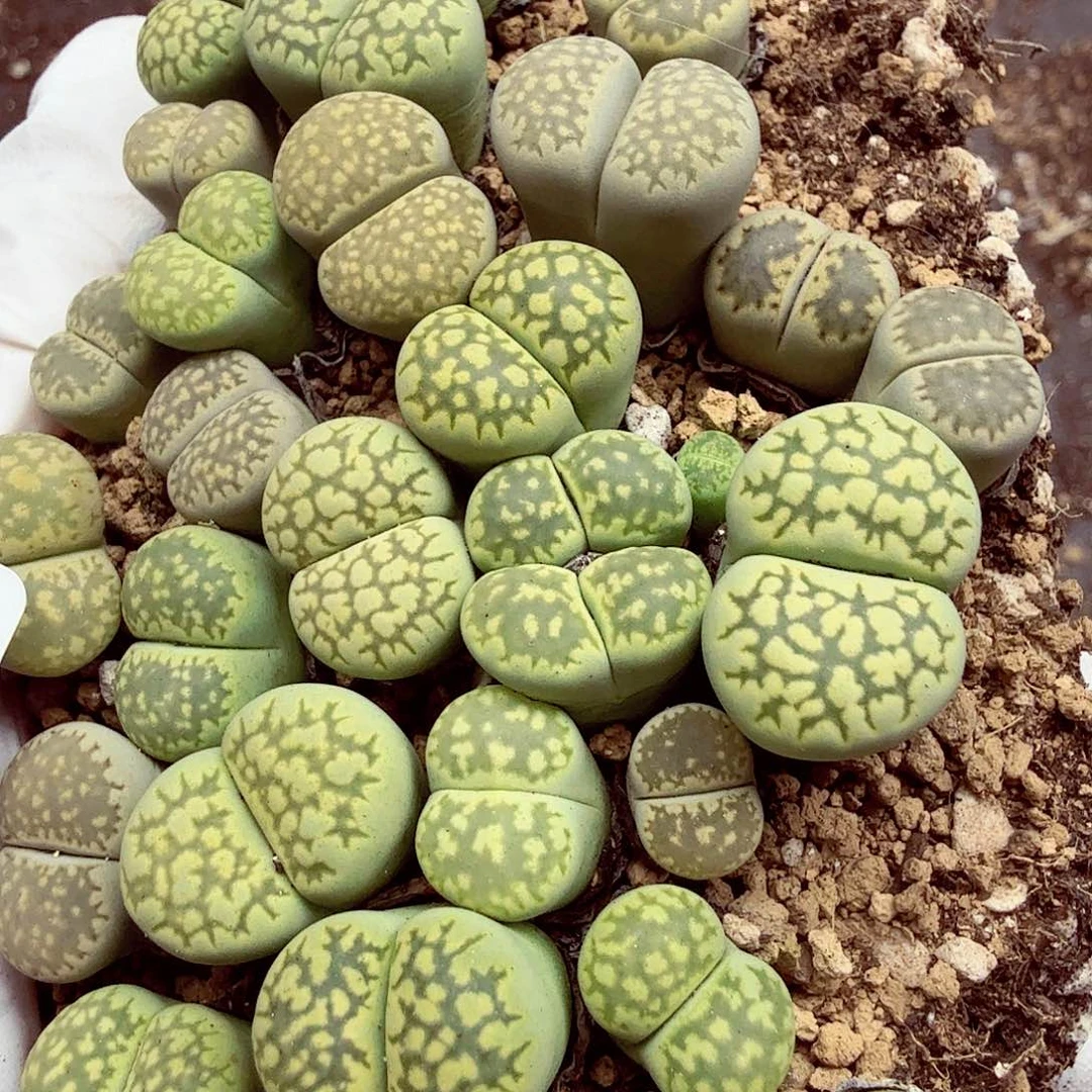 哈哈笑不出眼泪啦啊510