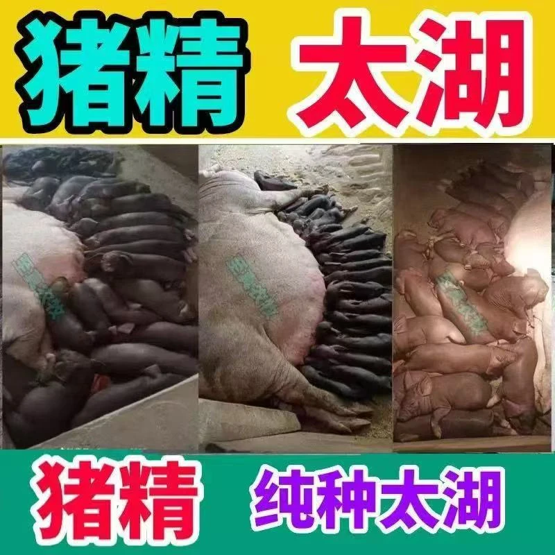 原种陆川猪牧草放养猪精