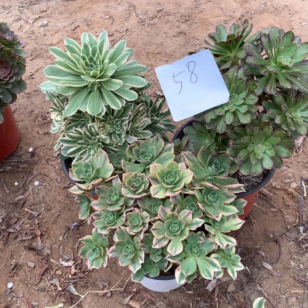 58多肉植物盆栽植物