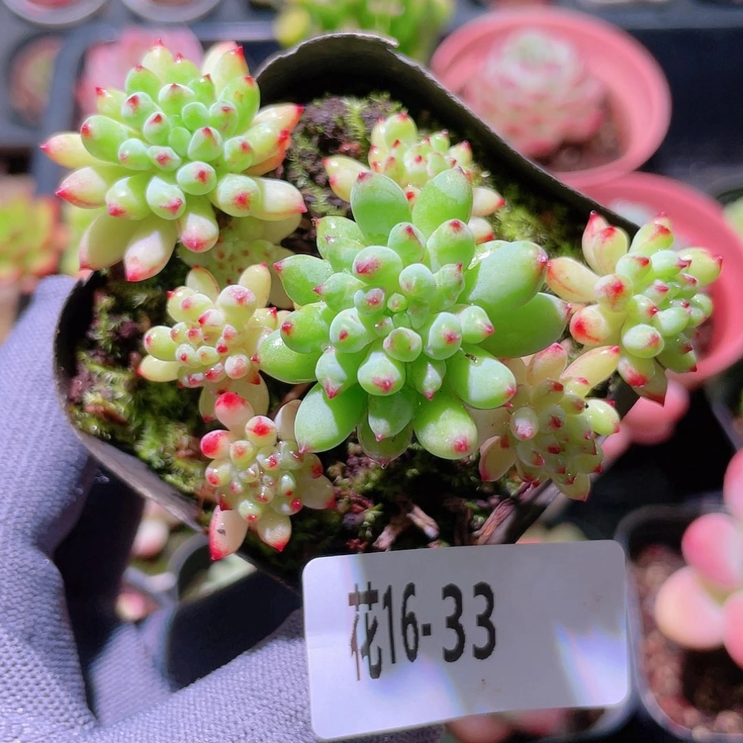 花利美16-33烟花群