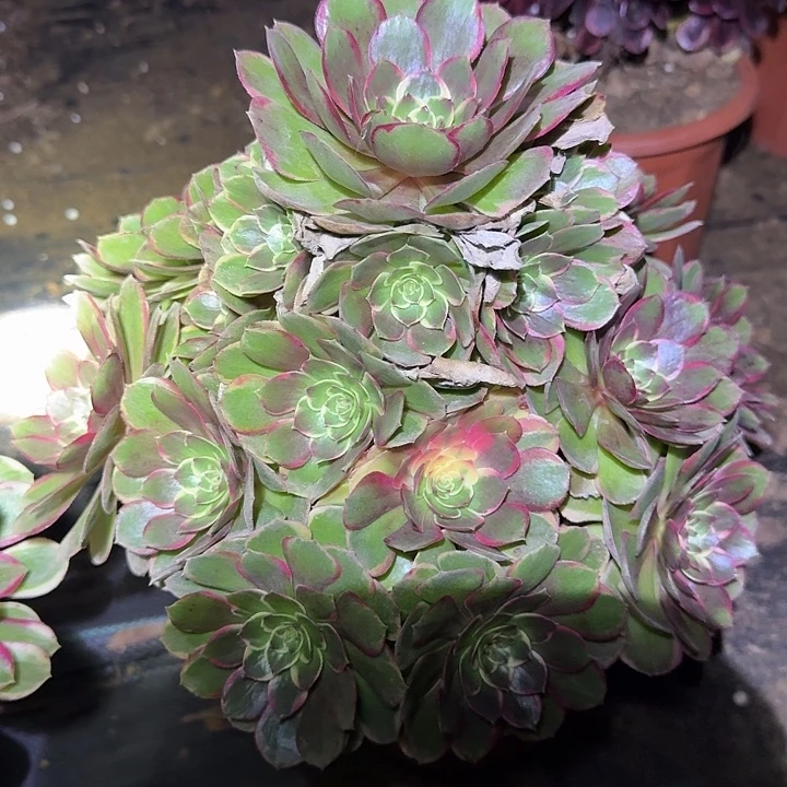 精品粉花妖老桩开播福利22