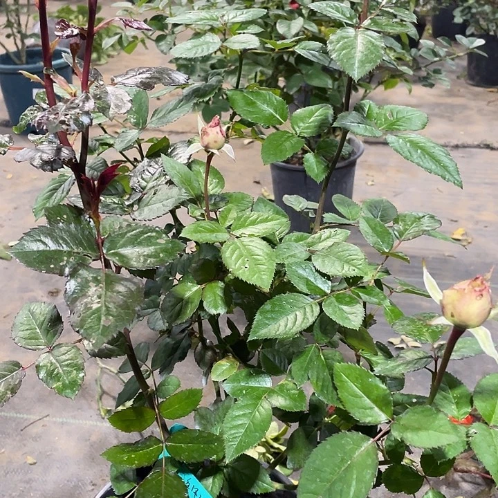 少量花朵（建议范围：2朵-5朵 或40%以下）1海洋之谜