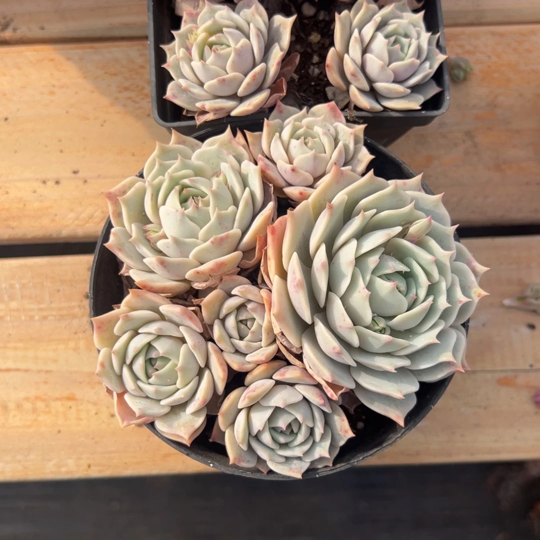 多肉小群露娜莲【非偏远地区满18包邮】