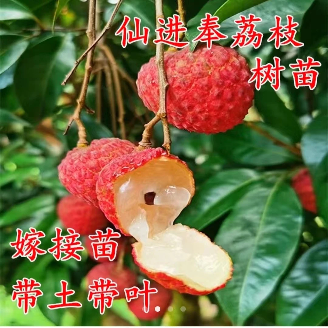 新品种仙进奉荔枝果树荔枝苗水果荔枝树果苗嫁接苗-盆栽地栽