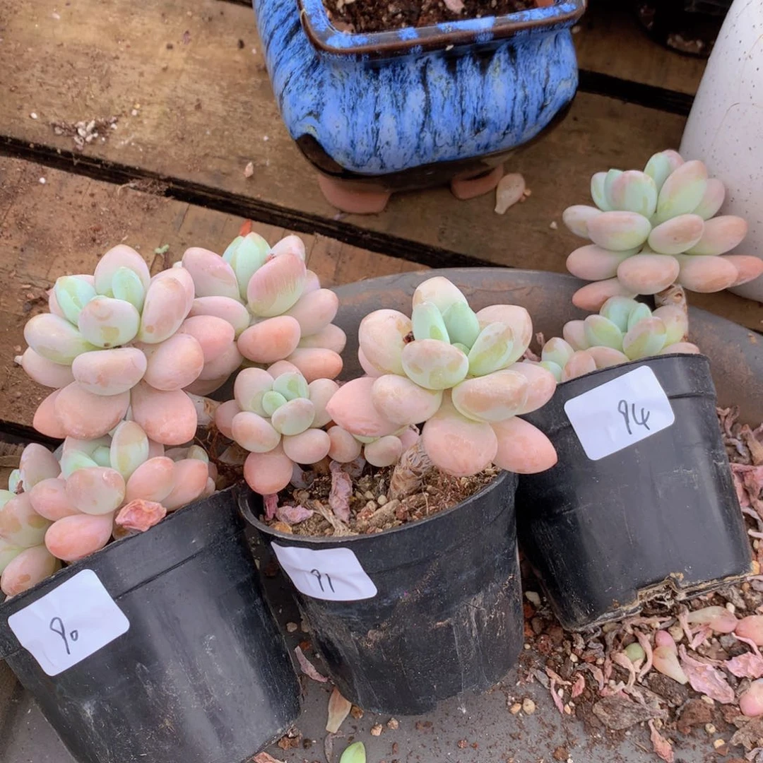 无花朵兰多肉植物 90 91 94