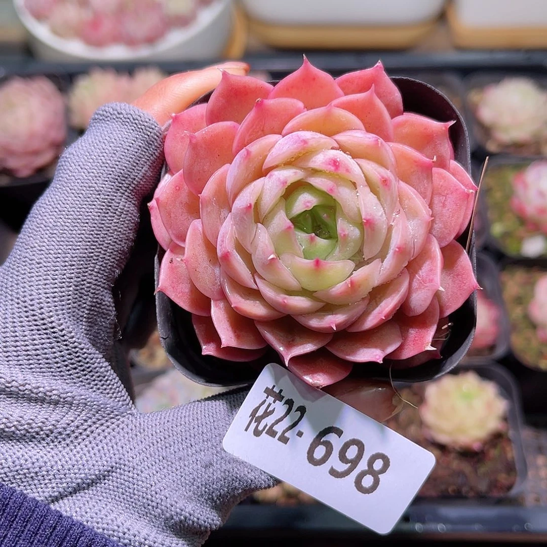 花22-698昂斯诺单头