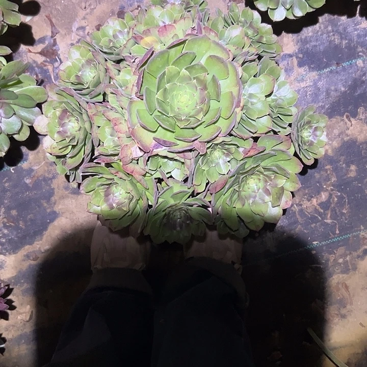 不包侧枝一物一拍110