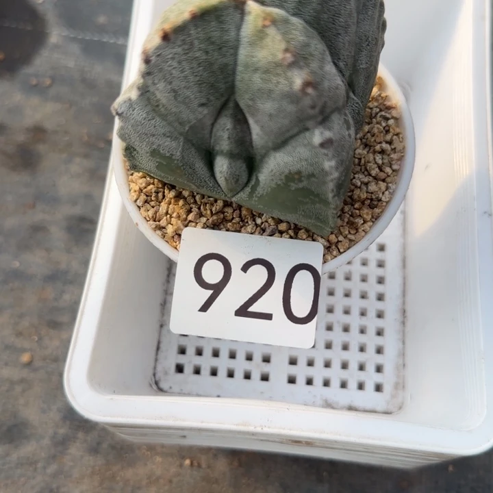 920一物一拍多肉植物