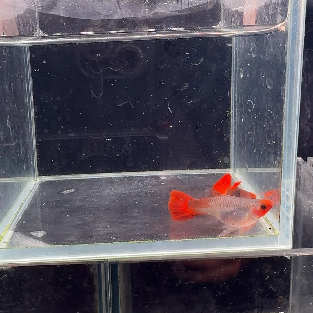 孔雀鱼深海蓝玻璃猫1对