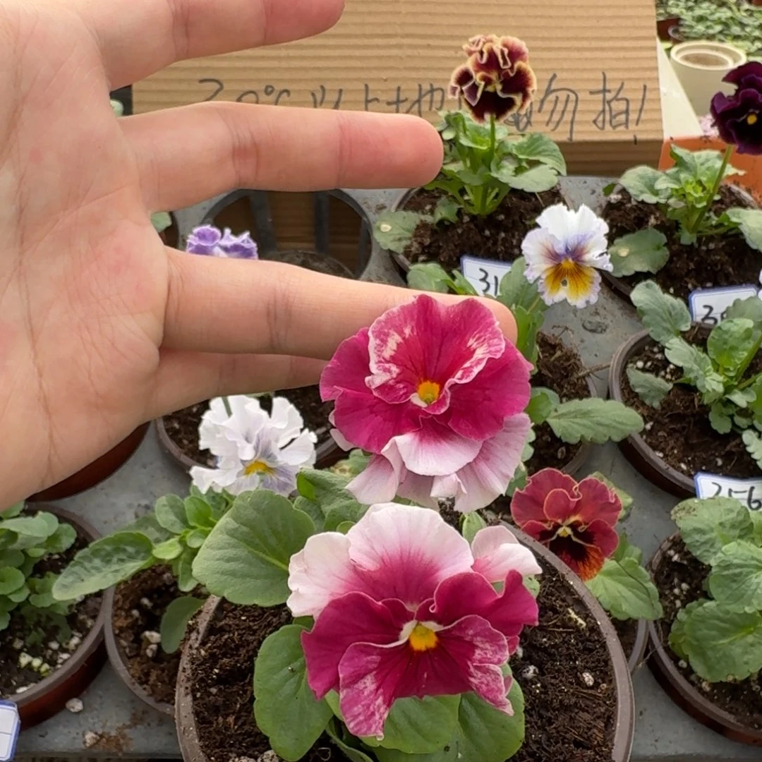 完全开放皱边角堇426