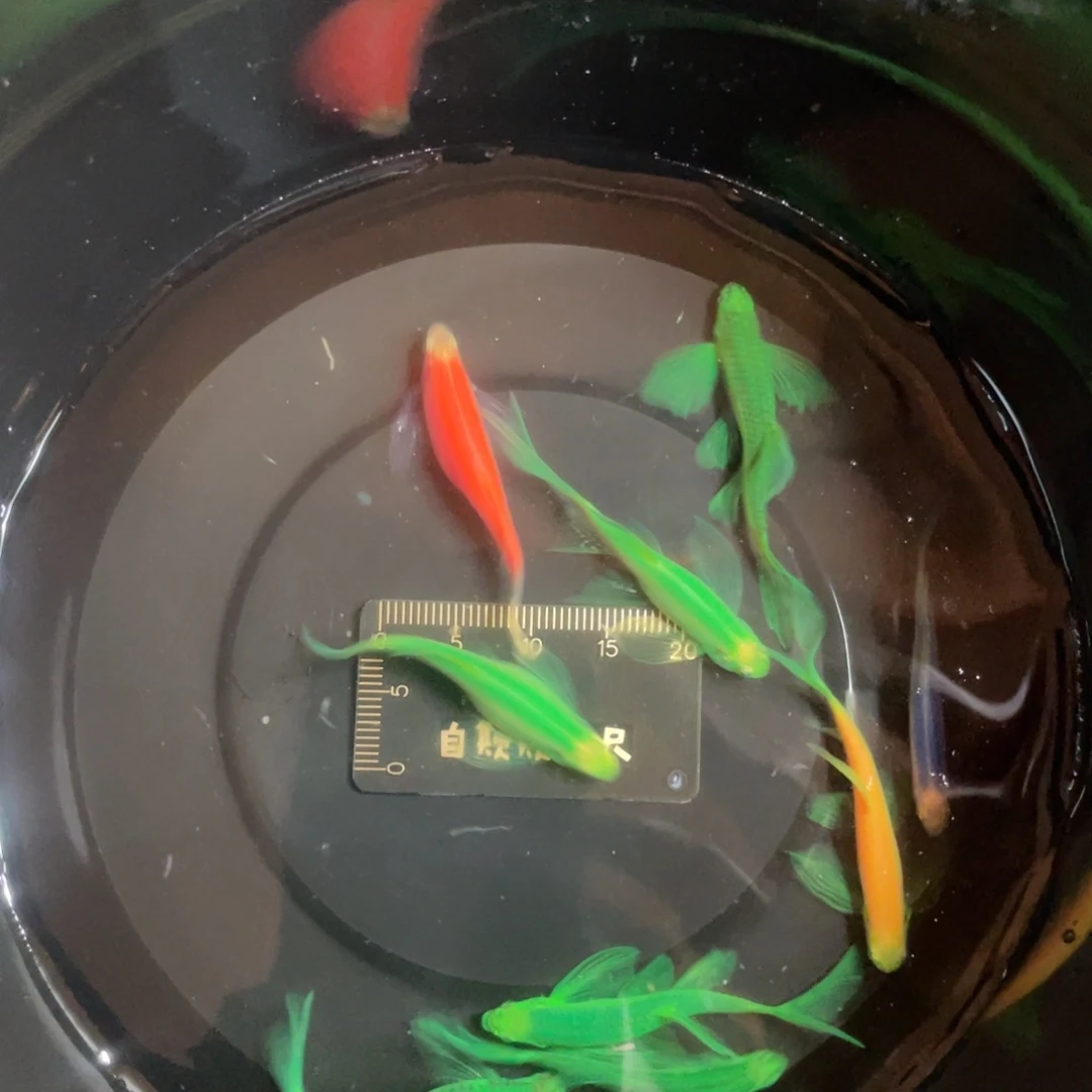 斑马鱼蝶衣斑马鱼好养 皮实 渔场直销
