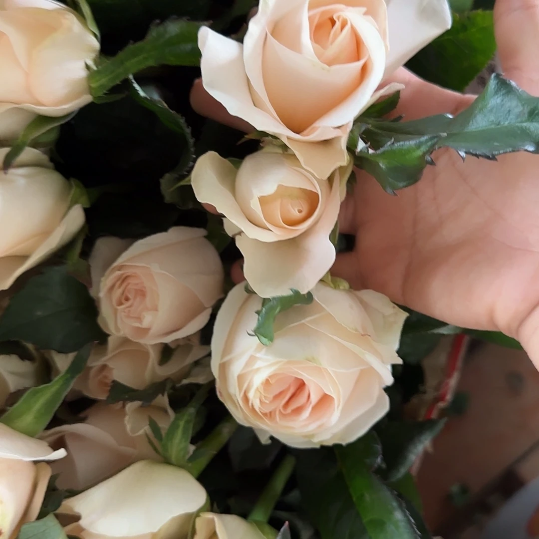 柚子酱单头玫瑰2冷3空