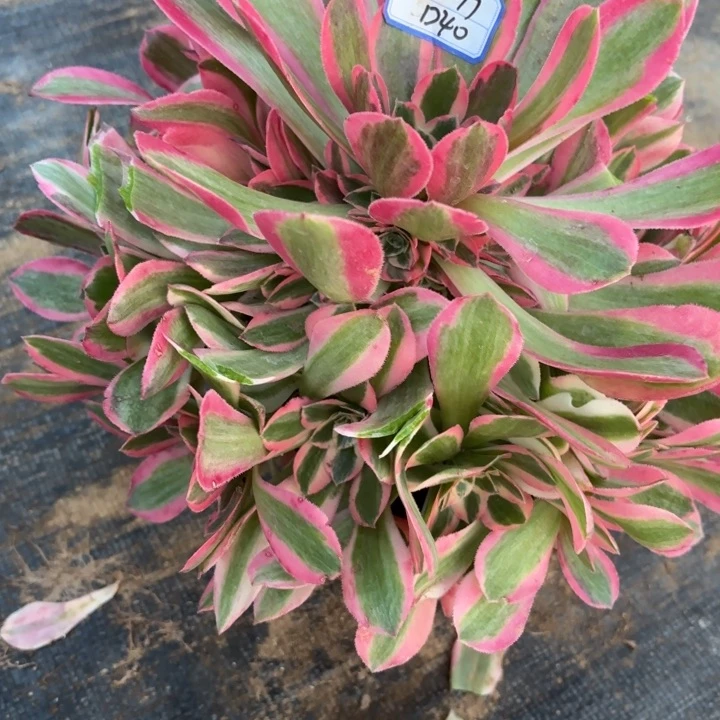 兔***艳粉女郎多肉断枝不包40