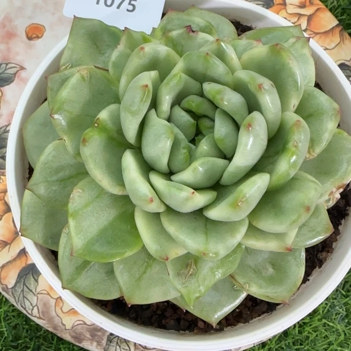 1075灯泡珍妮锦多肉植物的