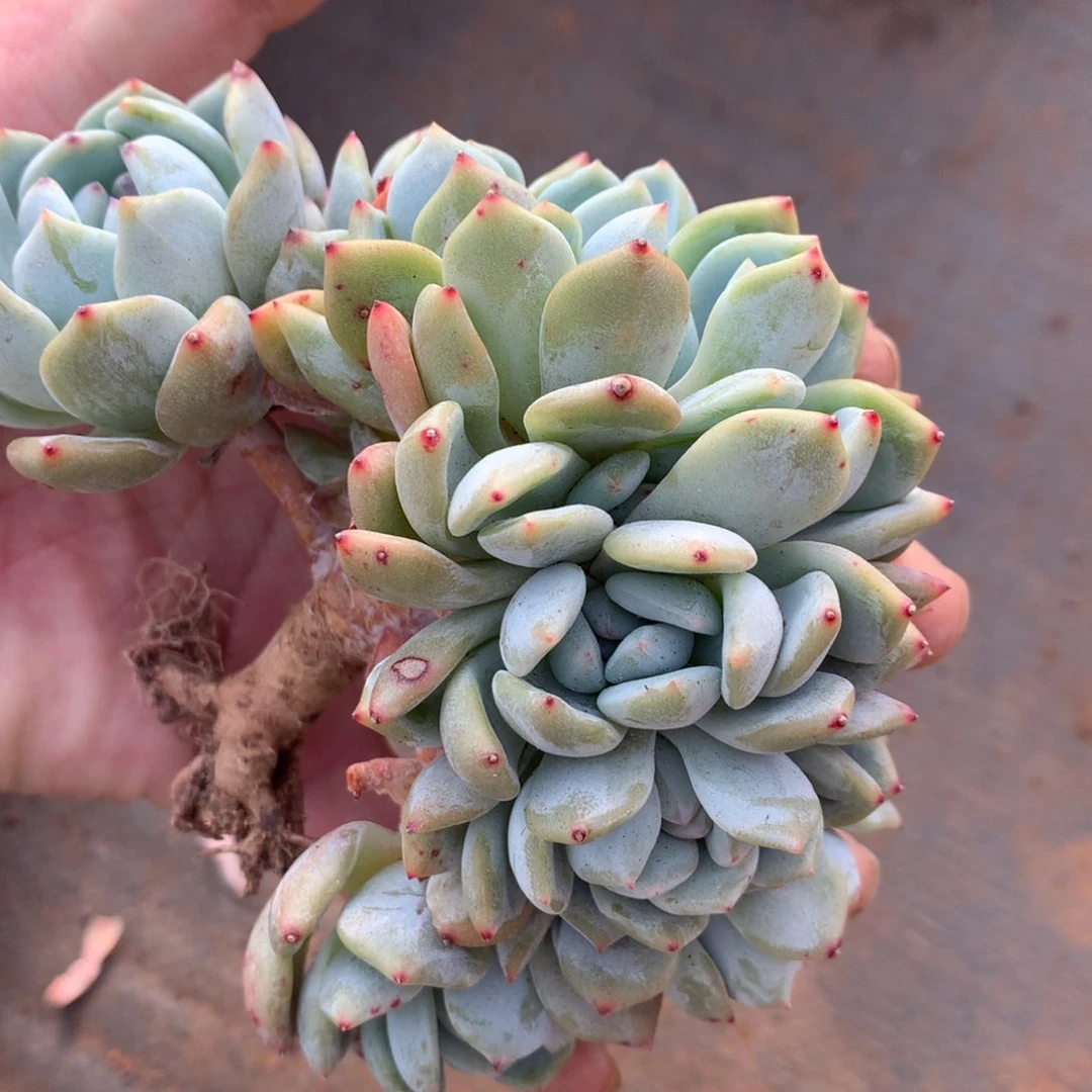 橙梦露橙梦露橙梦露