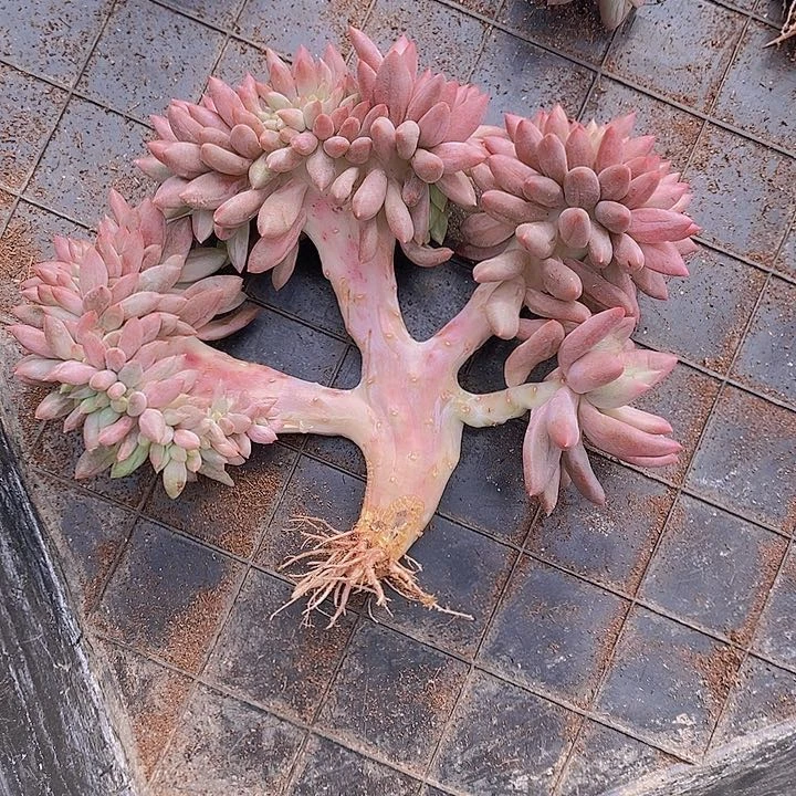 漠***然红蜻蜓涰化多肉植物