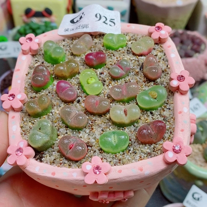 生石花花花花花花925