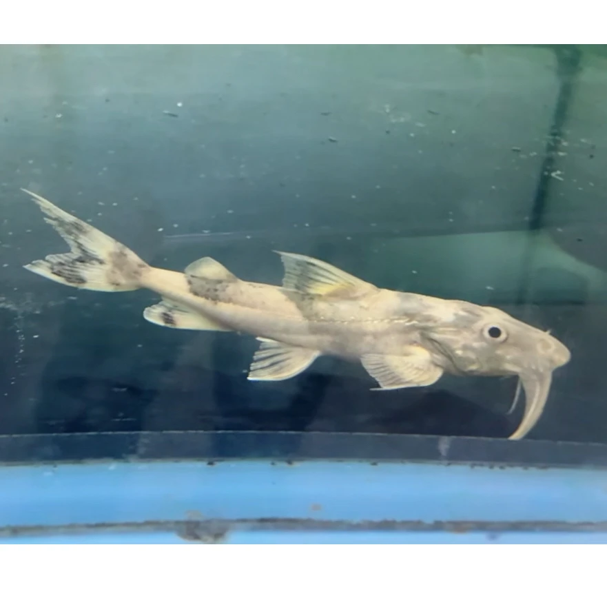 坦克鸭嘴小苗大型热带观赏鱼活体凶猛鱼热带鱼