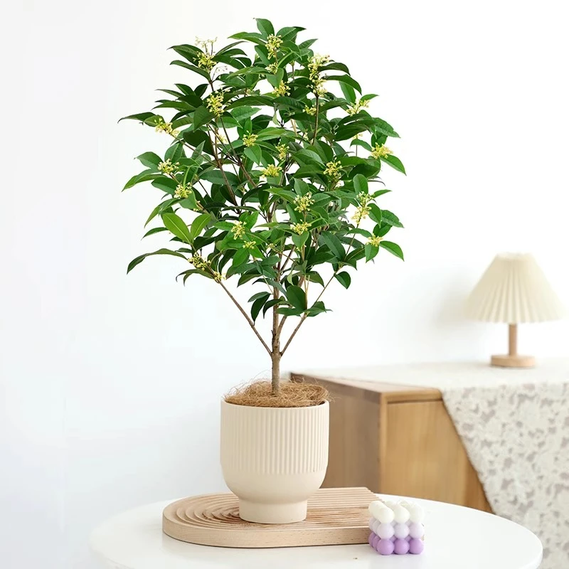 桂花树盆栽浓香型好养活四季常绿