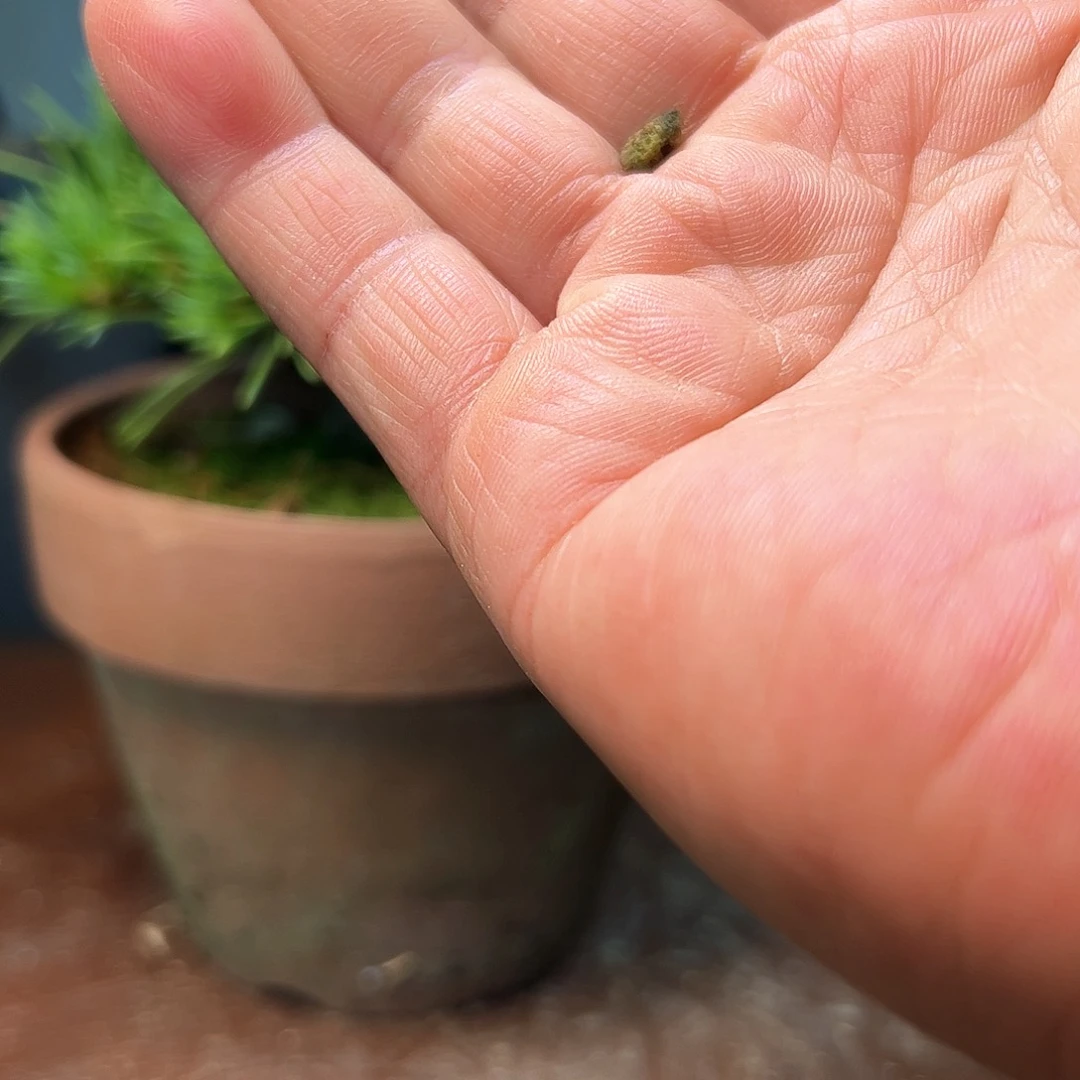 完全开放松树健健康康了