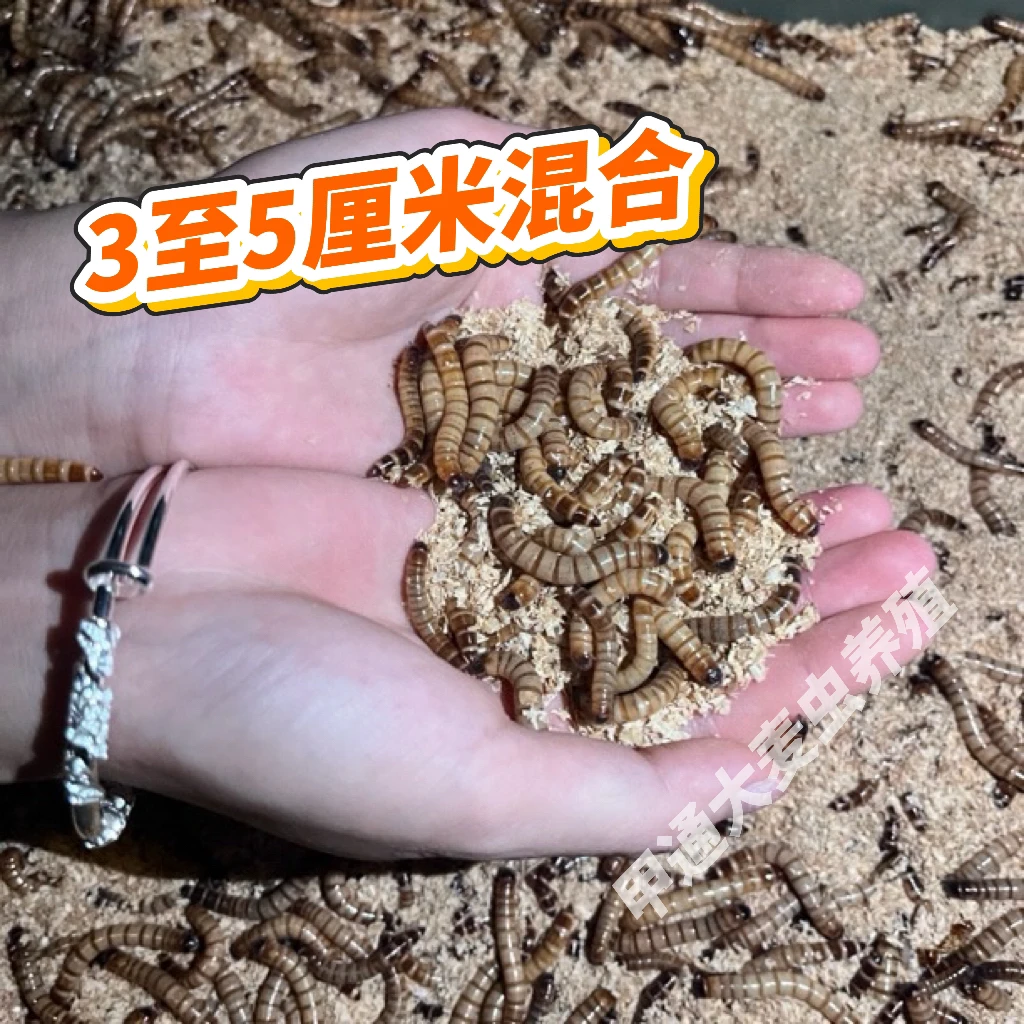 3至5厘米混合新鲜大麦虫活体高蛋白宠物鱼鸟龟鼠饲料