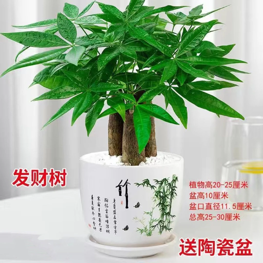 四季长青好养易活室内水培懒人发财树盆栽桌面绿植招财常青植物