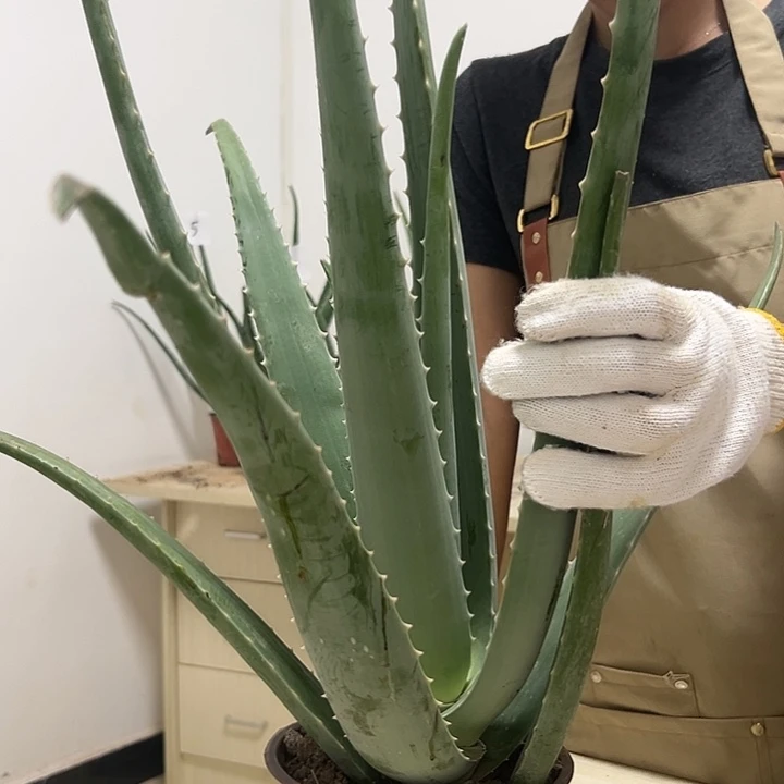 无花朵库拉索芦荟盆栽1盆（60cm以上）