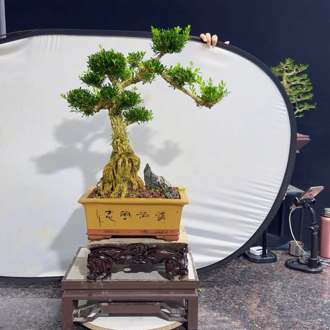 无花朵用****5高端黄杨盆景艺术