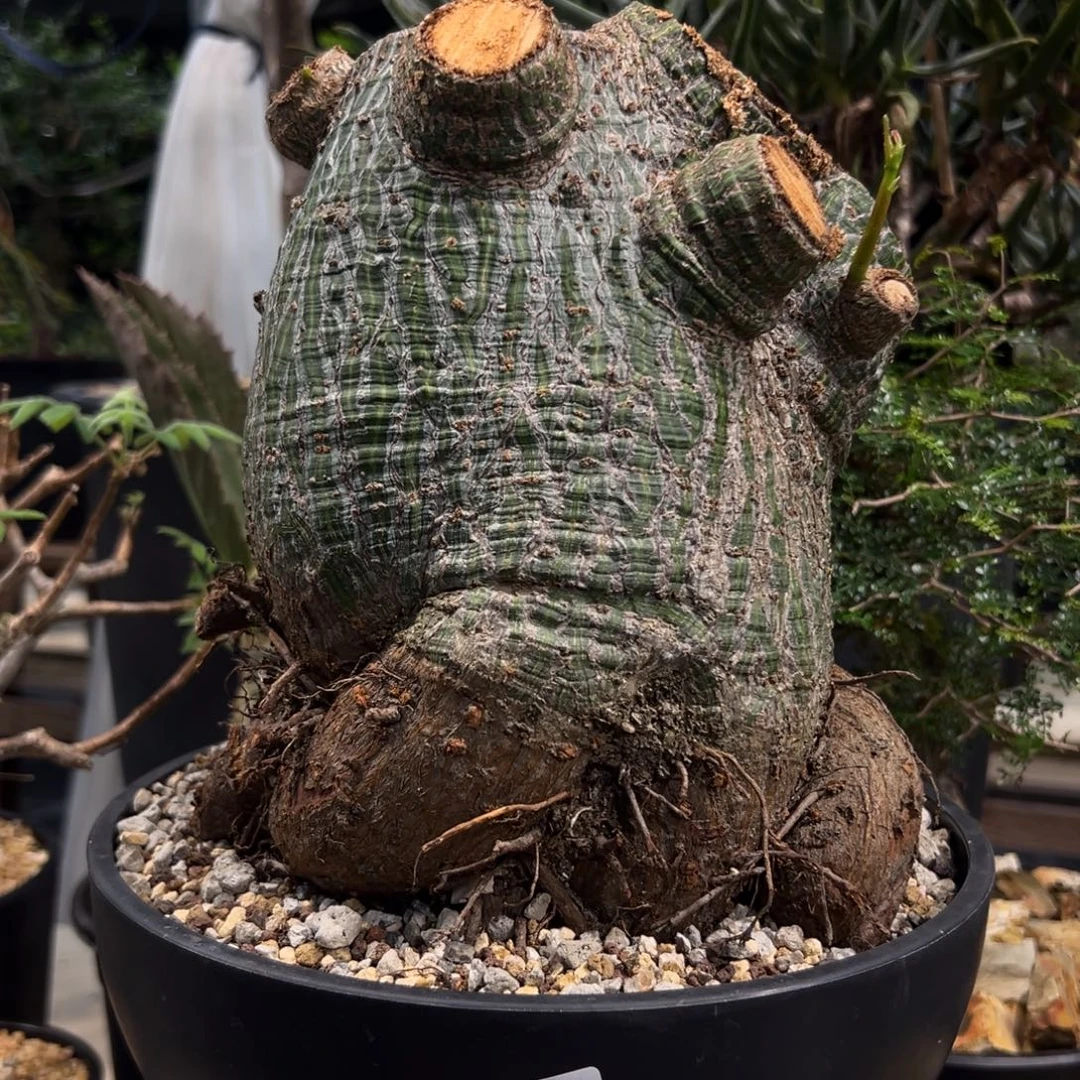米***特 740龟甲木棉植物