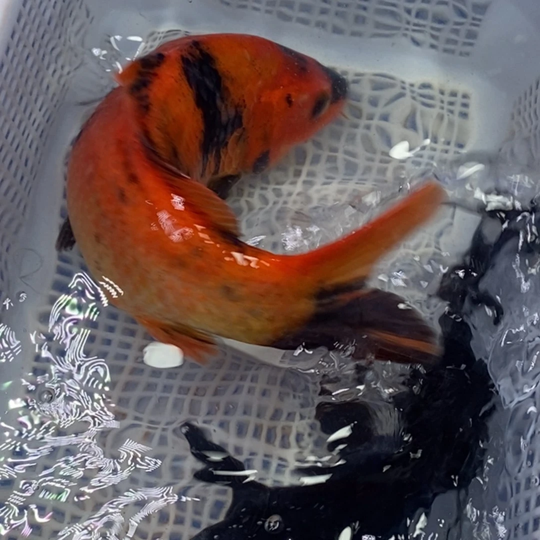 锦鲤锦鲤（无开箱视频不售后）