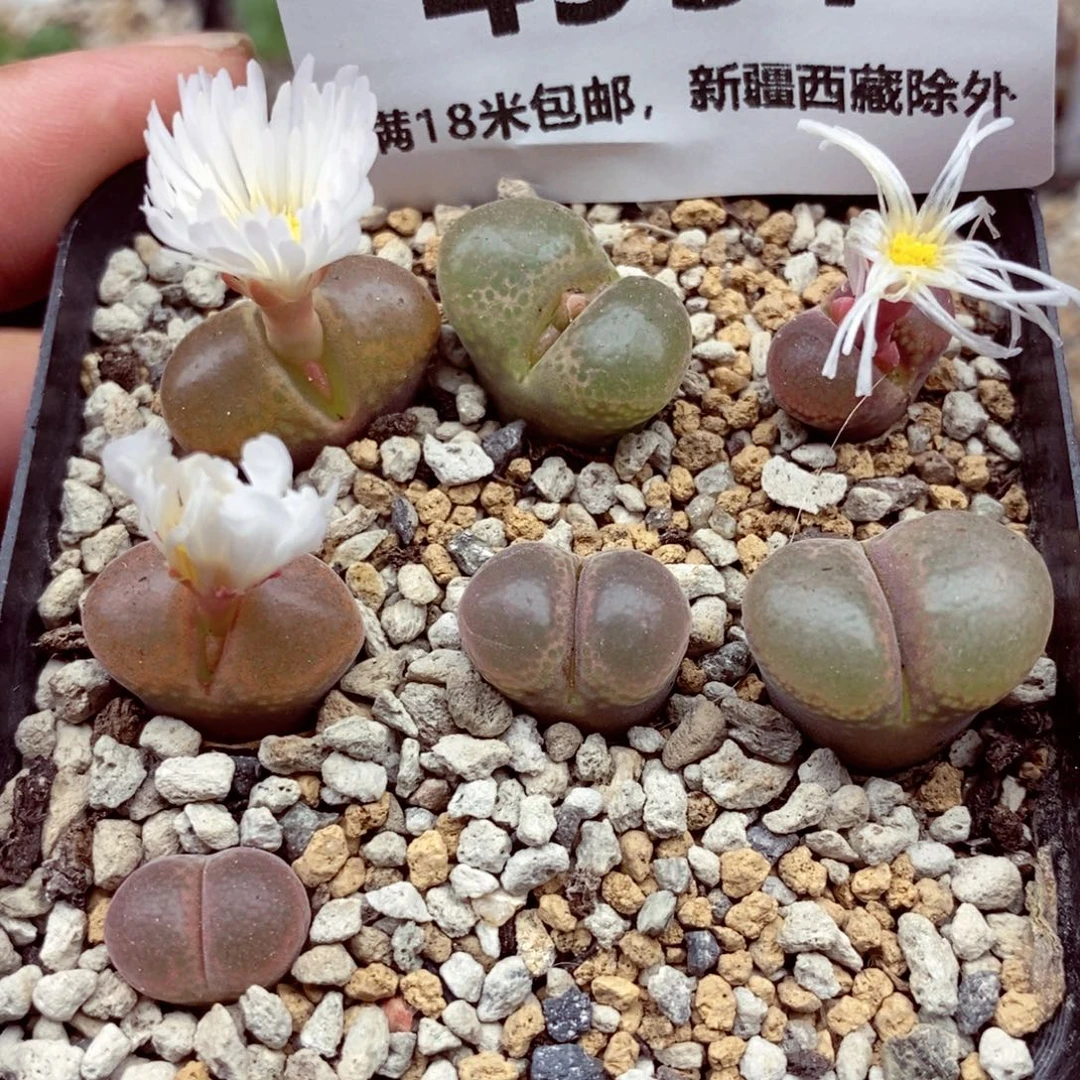 4951。