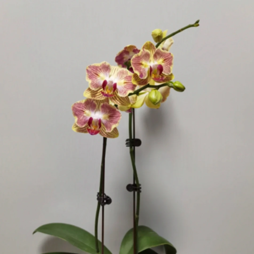 528金山 1.7寸杯蝴蝶兰 没有花剑 根系好