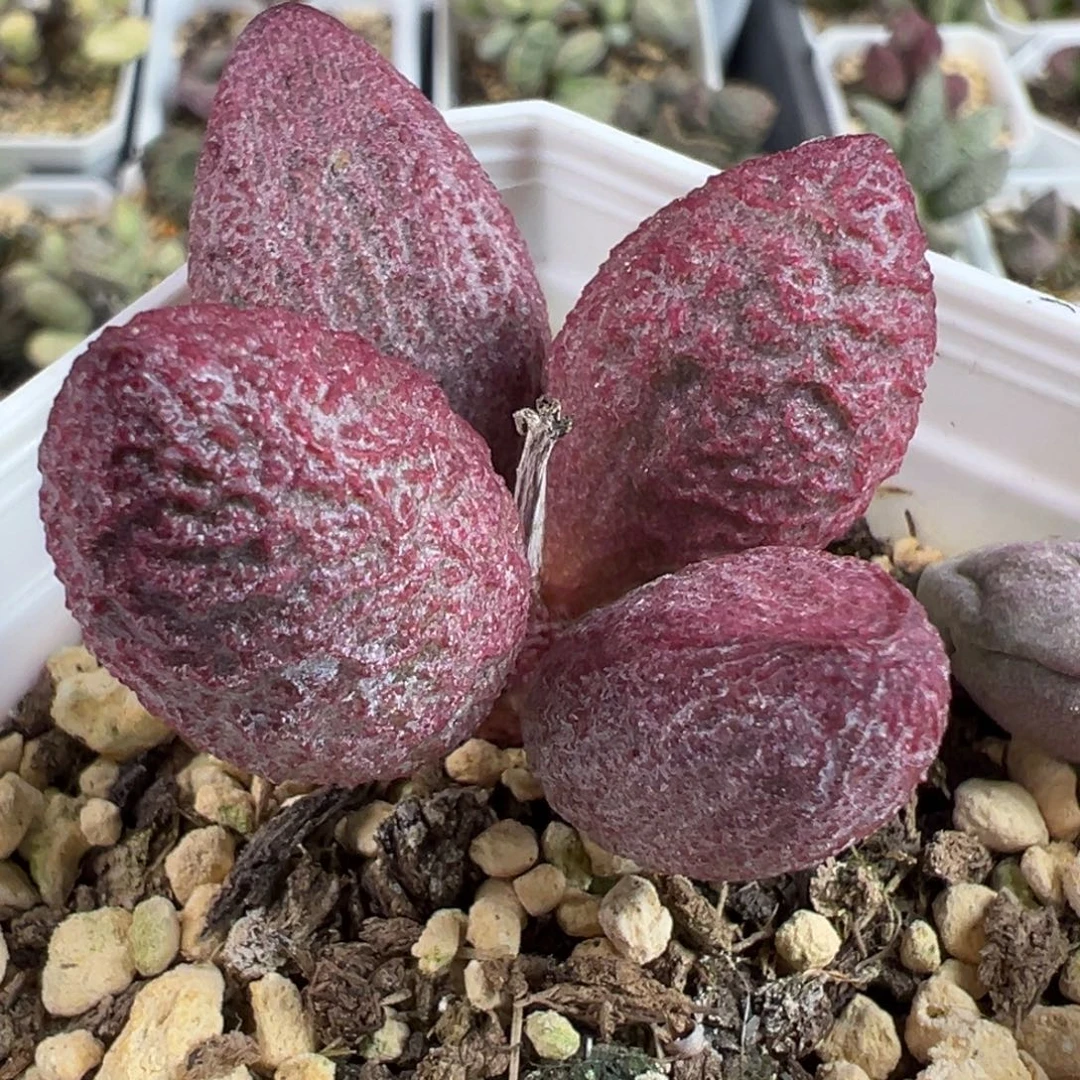 实生新品单头纯木质桩多肉植物水泡